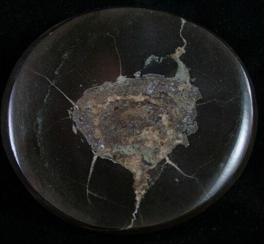 Polished Fish Coprolite (Fossil Poo) - Scotland #8952